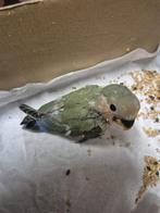 Baby dwerg-papegaai mannetje groen, Dieren en Toebehoren, Vogels | Parkieten en Papegaaien, Mannelijk, Papegaai, Tam