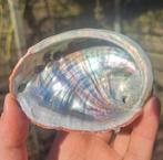 Abalone schelp parelmoer schelpen prachtige glans regenboog, Verzamelen, Mineralen en Fossielen, Ophalen of Verzenden, Schelp(en)