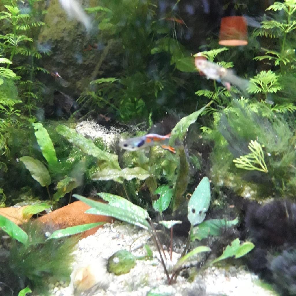 Endler guppen, Dieren en Toebehoren, Vis, Zoetwatervis