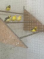 Fife fancy kanarie, Dieren en Toebehoren, Vogels | Kanaries, Mannelijk, Postuurkanarie