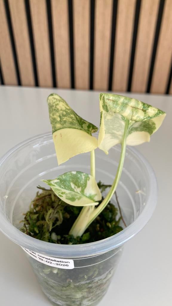 Monstera tai constellation creme brulee uit TC 4, Ophalen of Verzenden, Halfschaduw, Minder dan 100 cm