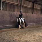 Verzorg pony gezocht!, Ophalen of Verzenden, Nieuw