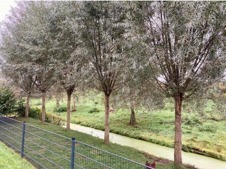 Knotwilgen Salix Alba (zilvergrijs) 20% korting, Ophalen, Volle zon, Overige soorten