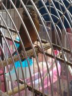 TwaTwa, Dieren en Toebehoren, Vogels | Overige Vogels, Mannelijk, Tropenvogel, Geringd