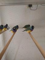 Gouldamadine, Dieren en Toebehoren, Vogels | Overige Vogels, Meerdere dieren, Tropenvogel, Geringd