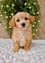 Prachtige boomer x toy poedel pups, Parvo, Nederland, Overige rassen, 8 tot 15 weken