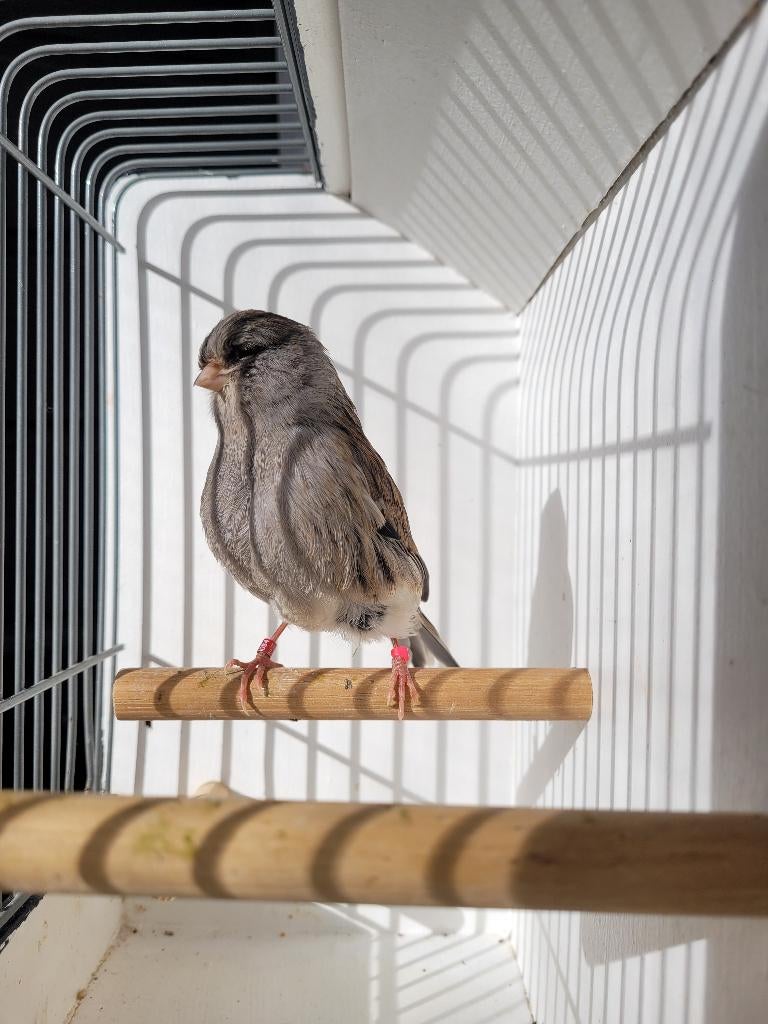 Gloster kanaries tt kwaliteit, Dieren en Toebehoren, Vogels | Kanaries, Meerdere dieren, Kleurkanarie