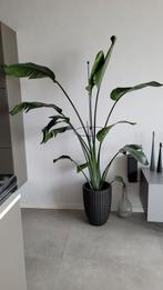 Stelitzia, Ophalen, Volle zon, 200 cm of meer