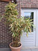 Grote bamboe, Tuin en Terras, Vaste plant, Bloeit niet, Halfschaduw, Ophalen