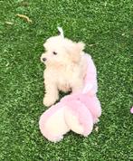 Maltipoo meisje klein blijvend., Dieren en Toebehoren, Poedel, Parvo, 8 tot 15 weken, Teef