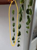 Grote stek van de Dischidia Platyphylla (7 stekjes), Ophalen of Verzenden, Halfschaduw, Minder dan 100 cm