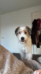 Fivel, medium pup reu 6 maanden, Particulier, 15 weken tot 1 jaar, Reu, Buitenland