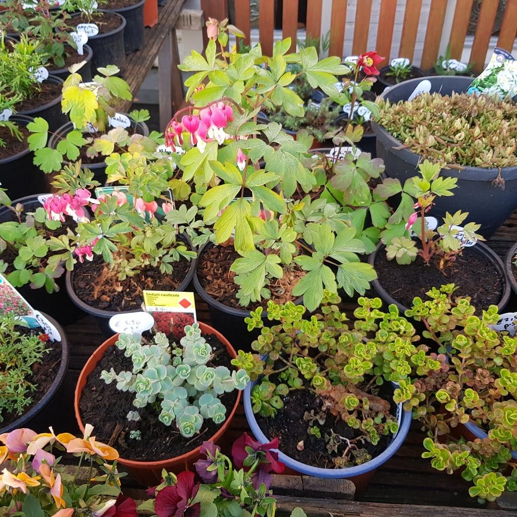 kraampje in de voor tuin met diverse vaste tuinplanten, Volle zon, Vaste plant, Zomer, Ophalen