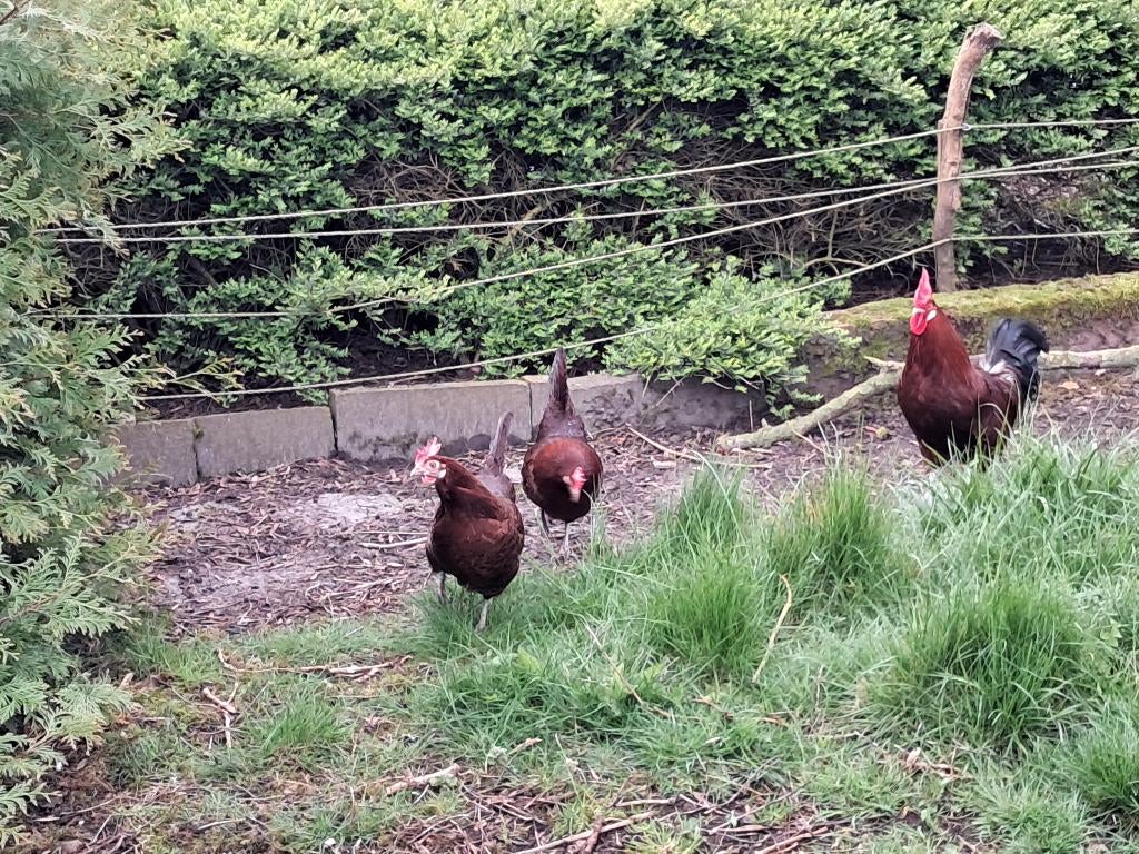 Kippen, Dieren en Toebehoren, Vrouwelijk, Kip