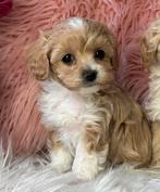 Maltipoo pups 1650€ Beide ouders aanwezig, Dieren en Toebehoren, Honden | Chihuahua's en Gezelschapshonden, Nederland, Parvo, Overige rassen