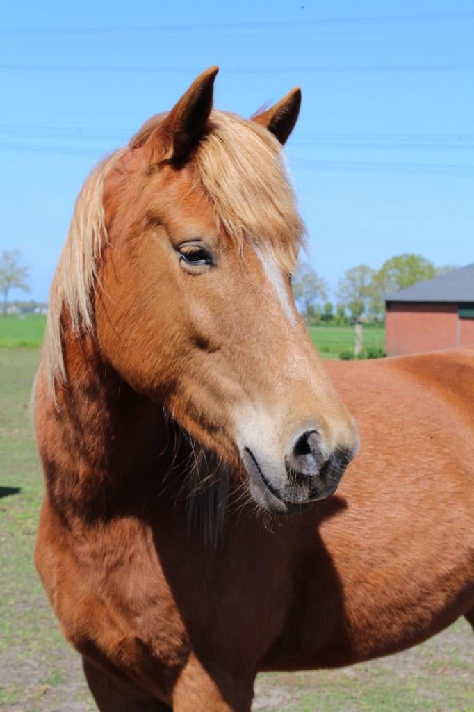 Brave kruising haflinger merrie, 0 tot 2 jaar, Onbeleerd, Merrie, Gechipt