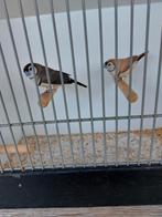 Te koop Bichnows  astrildes 2 poppen, Dieren en Toebehoren, Vogels | Overige Vogels, Vrouwelijk, Tropenvogel, Geringd