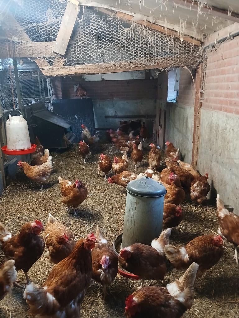 Legkippen, Dieren en Toebehoren, Pluimvee, Vrouwelijk, Kip