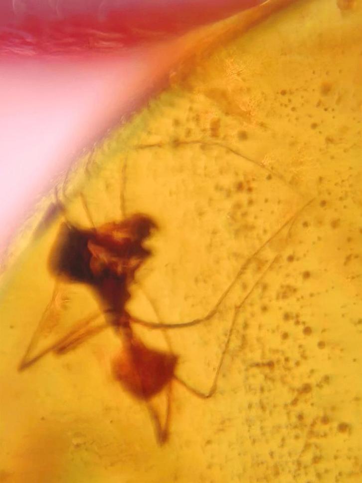 Birmees Amber (M) met insluiting van Assassin spinnetje., Verzamelen, Mineralen en Fossielen, Fossiel, Verzenden