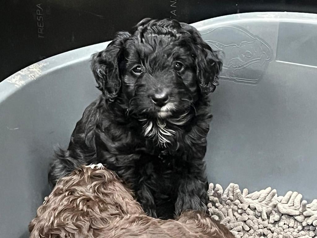 Lieve Bernerdoodle pup, reutje, mag nest verlaten, Parvo, 8 tot 15 weken, Meerdere, Nederland