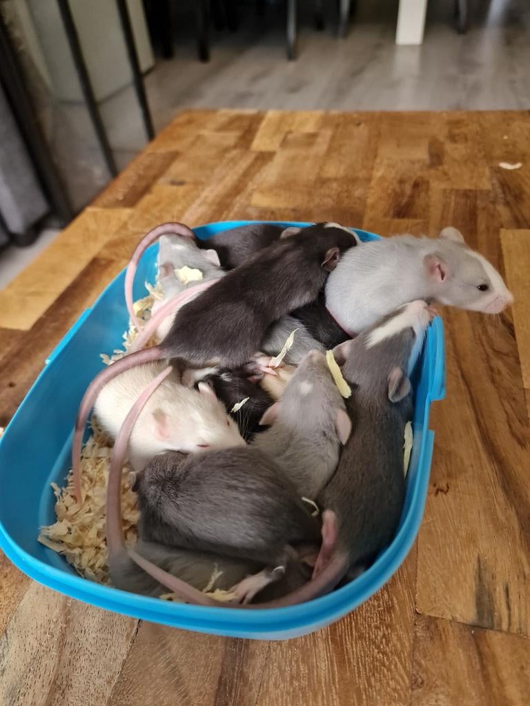 Ratten/rats husky's and dumbo's, Maart, Meerdere dieren, Rat