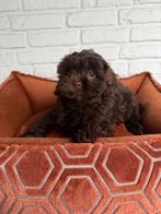Maltipoo pups, maltezer x toy poedel, Parvo, Nederland, Overige rassen, 8 tot 15 weken