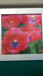 2 d schilderij  klaproos, Ophalen of Verzenden, 'T Olde Gre-j, Info@toldegrej.nl, Endepoelstraat 20f Didam