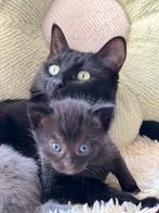 Kittens Oosterse x Siamees X Eu korthaar tuxedo, Dieren en Toebehoren, Katten en Kittens | Overige Katten, Meerdere dieren, 0 tot 2 jaar