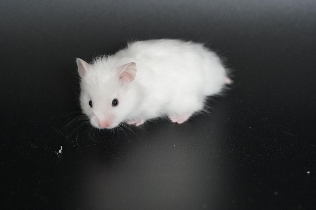 Syrische hamster/Goudhamster baby's, Hamster, Maart, Meerdere dieren, Tam