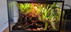 Mooie vivarium, Ophalen, Gebruikt, Terrarium of Paludarium