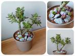 Crassula bonsai 15cm + 2 soorten mini vetplantjes, Ophalen, Overige soorten, Halfschaduw, In pot