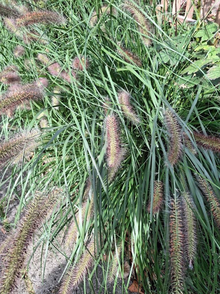 Tuitenragers of pennisetum. Als korenaren .word  een meter, Tuin en Terras, Planten | Tuinplanten, Ophalen of Verzenden, Zomer