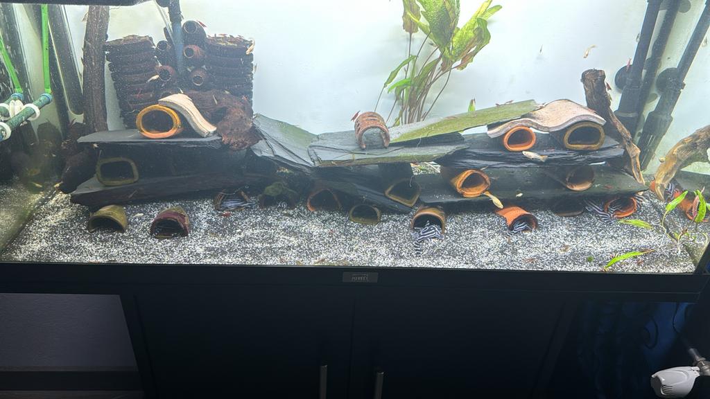 Bewezen kweekgroep L046, Vis