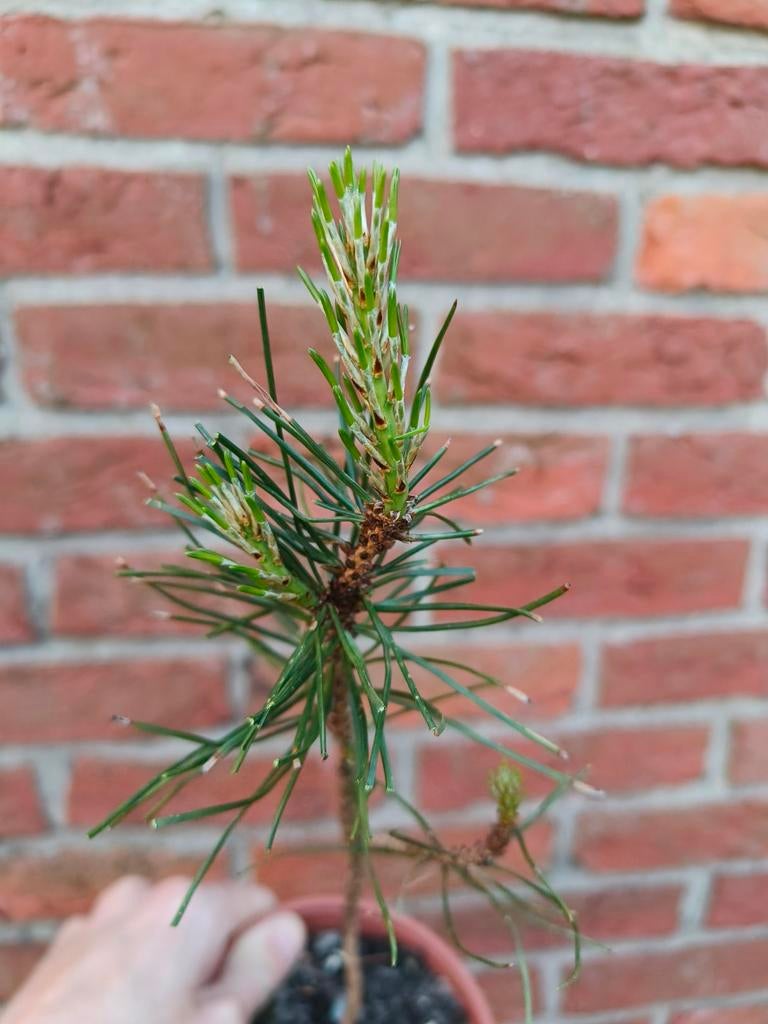 Zwarte Den Pre Bonsai Black Pine, Bloeit niet, Halfschaduw, Minder dan 100 cm, Overige soorten