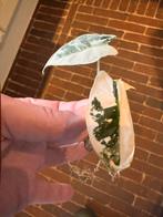 Alocasia frydek variegata stek in basicpon, Huis en Inrichting, Kamerplanten, Ophalen, Halfschaduw, Minder dan 100 cm