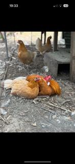 Friese hoen kippen te koop, Dieren en Toebehoren, Pluimvee, Meerdere dieren, Kip