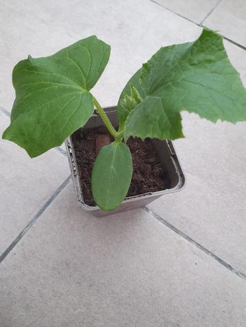 biologische moestuinplantjes komkomer Plantjes stekjes  beschikbaar voor biedingen