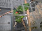 Kweekkoppel blauwvoorhoofd amazones, Dieren en Toebehoren, Vogels | Parkieten en Papegaaien