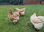 BRAHMA LEMON PYLE BROEDEIEREN, Dieren en Toebehoren, Geslacht onbekend, Kip
