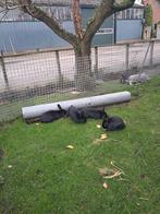 Mooie konijnen, Dieren en Toebehoren, Konijnen, Meerdere dieren, Klein, 0 tot 2 jaar