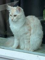 Maine Coon kitten, Poes