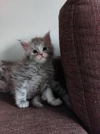 Maine coon kittens, Dieren en Toebehoren, Katten en Kittens | Raskatten | Langhaar, Meerdere dieren, Gechipt