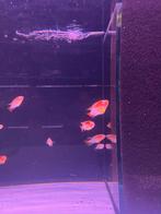 Appistogramma macmasteri gold red mask, Vis