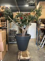 Kunstboom met pot, Tuin en Terras, Planten | Bomen, Volle zon, Bloeit niet, 100 tot 250 cm, Overige soorten