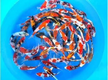 Japankoi, bekende kwekers Nisai en Tosai (een en twee jarig) beschikbaar voor biedingen