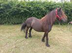 Fell Pony merrie/C Pony appaloosa bereden/Haflinger merrie, Dieren en Toebehoren, Pony's, Merrie, Recreatiepony, Gechipt, 0 tot 2 jaar