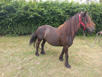 Fell Pony merrie/C Pony appaloosa bereden/Haflinger merrie  beschikbaar voor biedingen