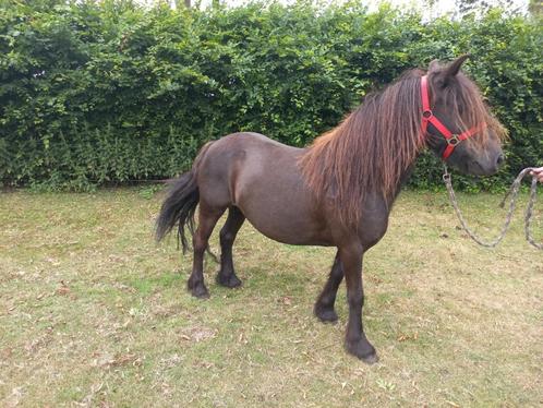 Fell Pony merrie/C Pony appaloosa bereden/Haflinger merrie, Dieren en Toebehoren, Pony's, Merrie, Recreatiepony, 0 tot 2 jaar