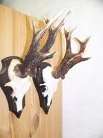 twee x donker ree gewei, Verzamelen, Dierenverzamelingen, Ophalen of Verzenden, Zo goed als nieuw, Hert, Gewei of Kop