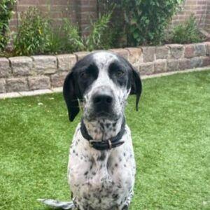 Kaya, Dieren en Toebehoren, Honden | Niet-rashonden, Groot, Teef, Handelaar, Eén hond, Nederland, 3 tot 5 jaar, CDV (hondenziekte)